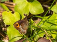 Graubindiger Mohrenfalter Männchen
